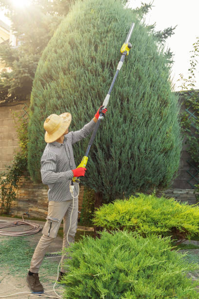 Best Large Tree Removal  in Richgrove, CA